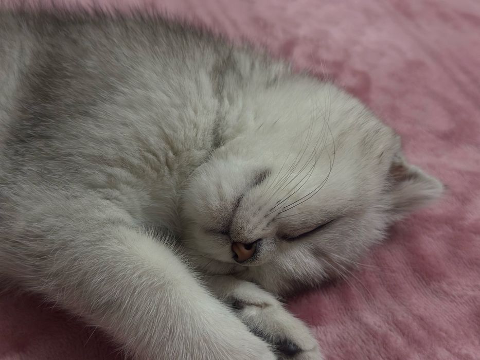 mushuk juda yaxsh aqilli mushuk