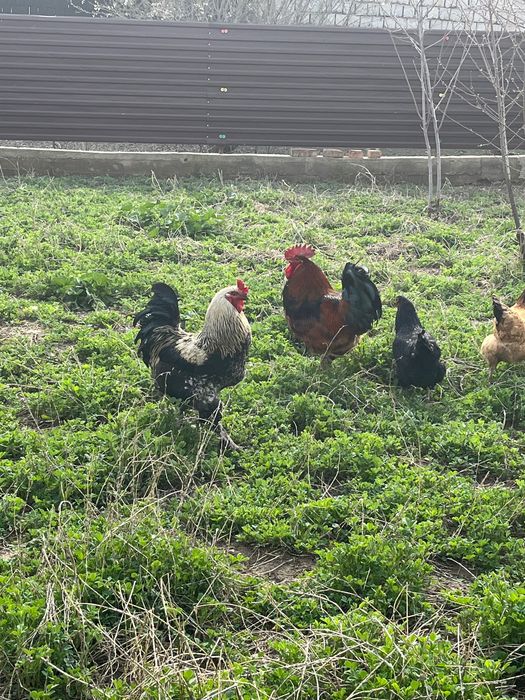 Қораз, қазақы әтеш