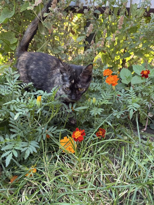 Котенок в добрые м любящие руки