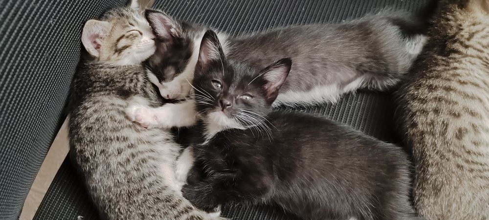 Котята 1 месячные