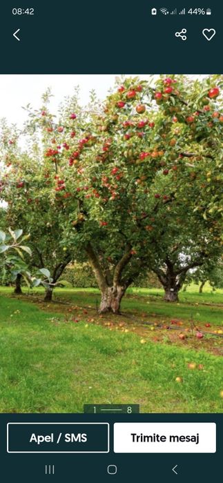 Toaletare pomii arbusti vita de vie  si stropirea acestora