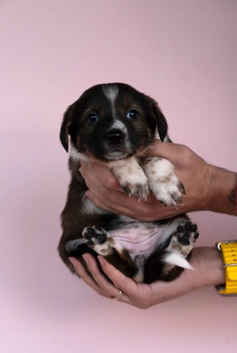 Щенки в добрые руки