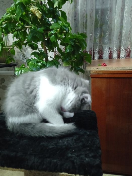 Отдам котёнка в добрые руки