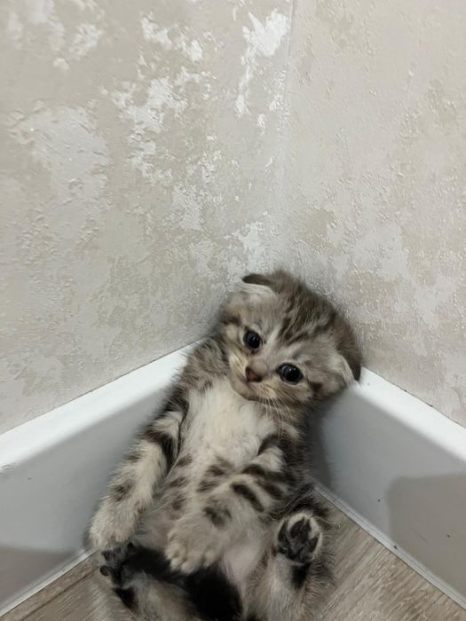 Шотландские кошки