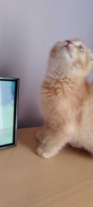 Последно шотландско клепоухо котенце