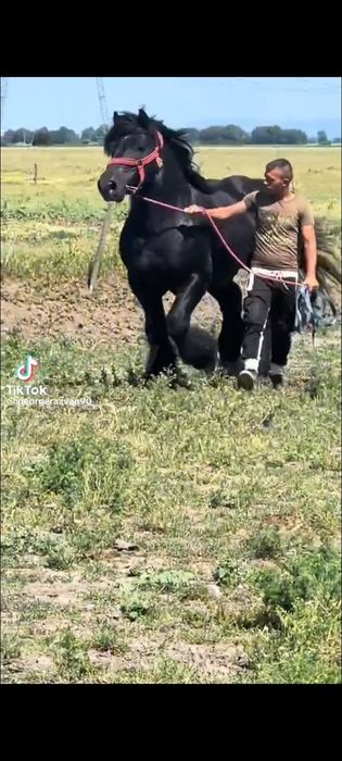 Manzuca de vanzare din linia miutescu