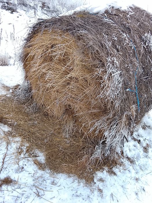 Vând baloți de ovaz
