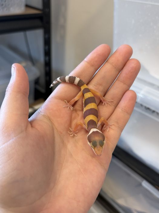 Эублефары разных морф