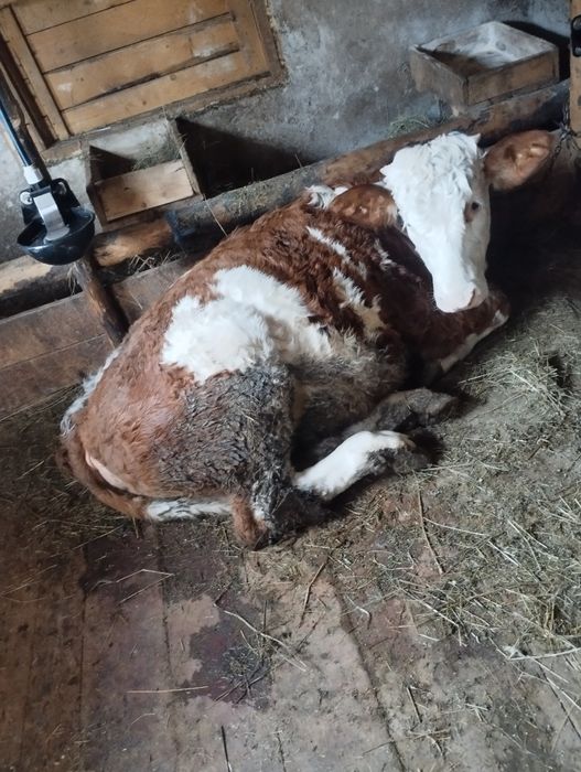 De vânzare o vițeauă