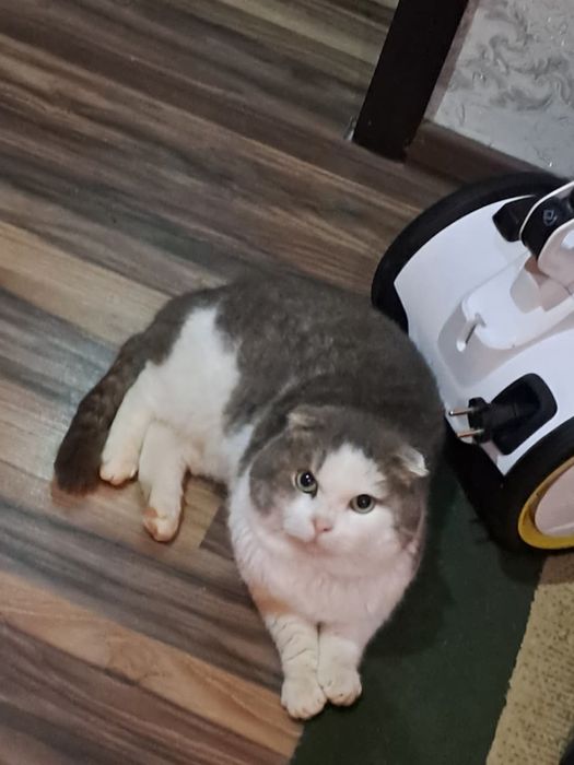 Отличный      кот   на   вязку