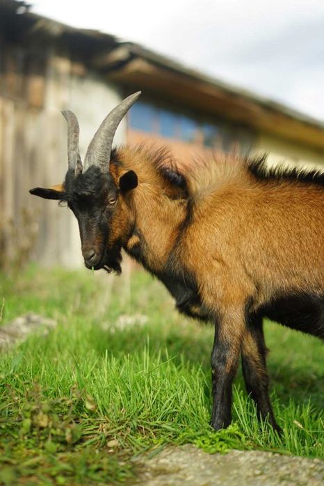 Vand TAP alpina franceza 1 an - foarte viril - vanzare sau schimb