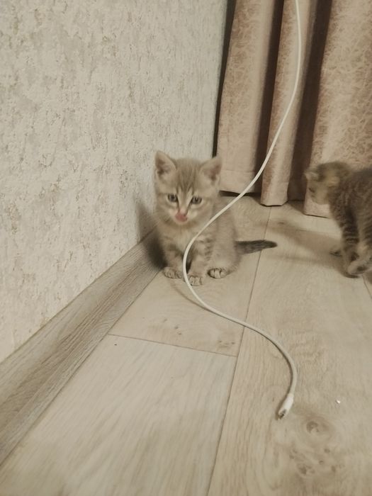 Продам котенка шатландца/британца