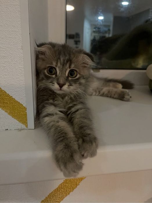 Котенок продам вислоушки