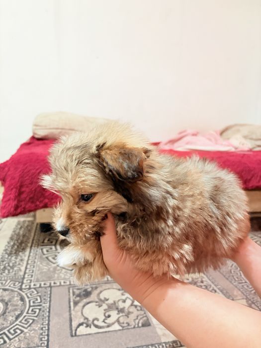 продам щенка шпица