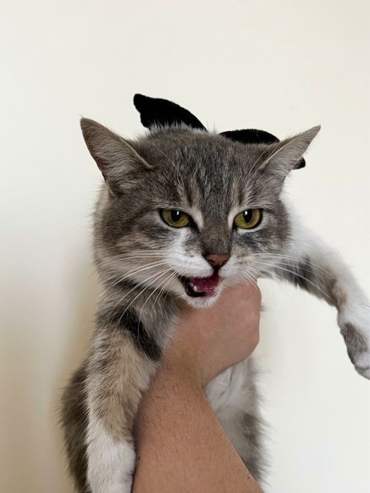 Кошкааааа кот Афина