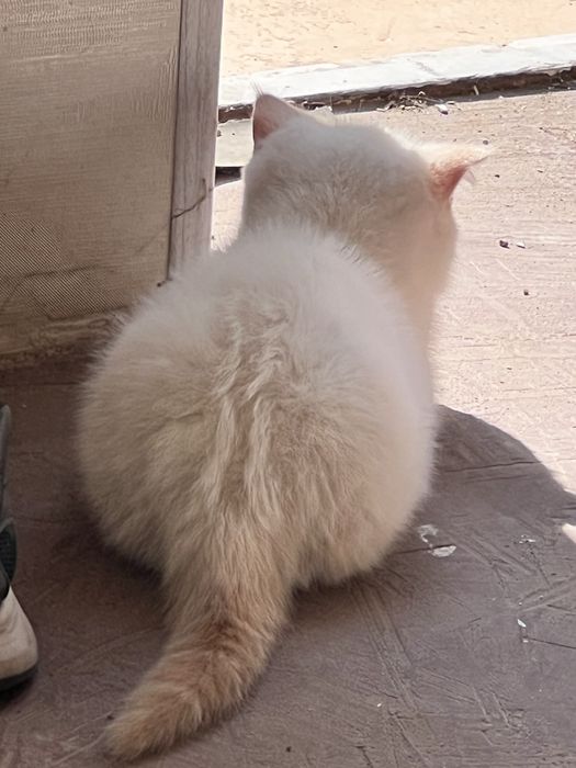 Котенок Scottish straight color point