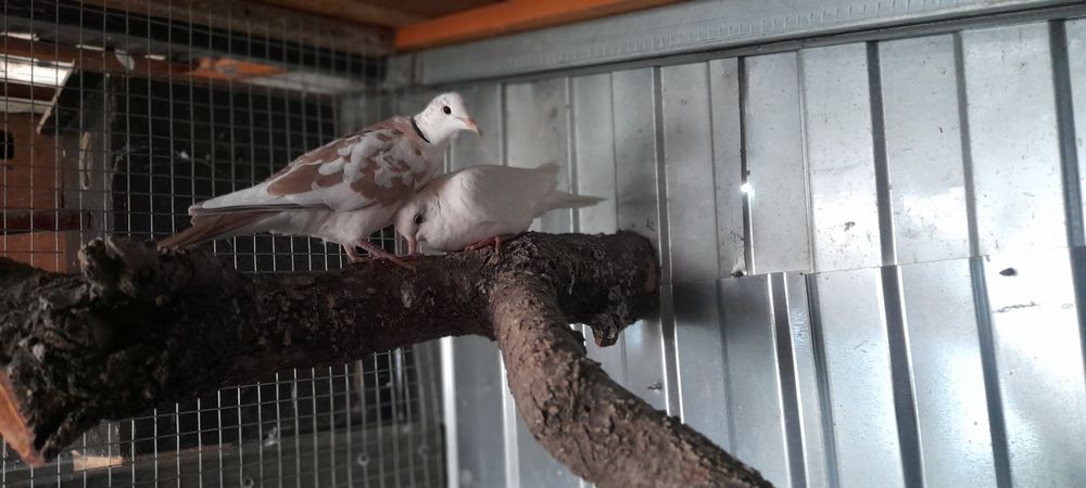 Vind papagali maturi