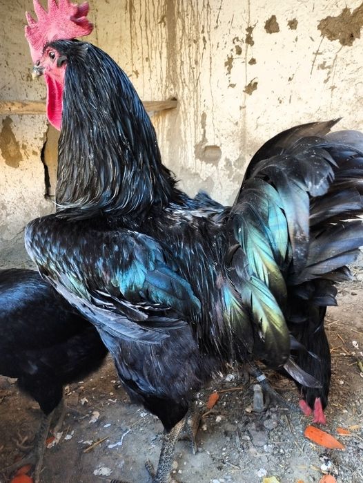 Qorashagzoda tuhumisotiladi 20000