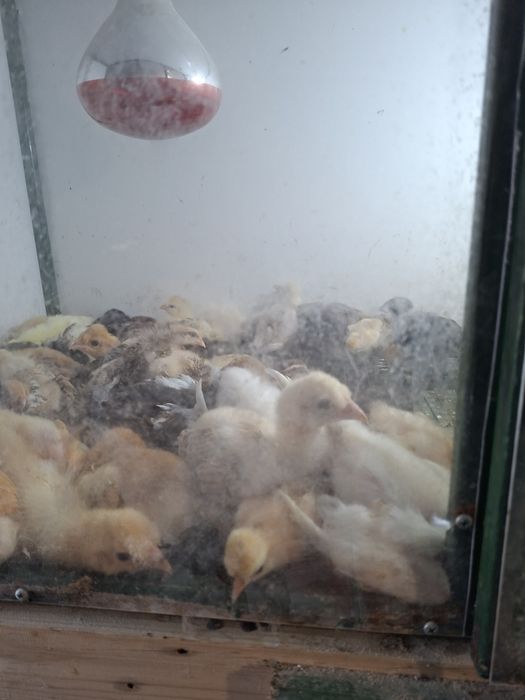 Vând pui brahma herminat deschis  si pui moțați încălțați  preț dela 15 leii!