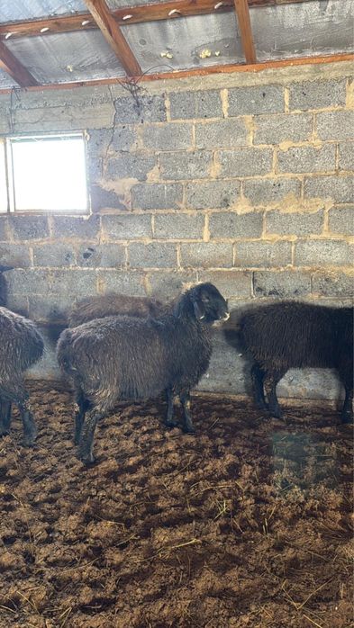 Продаю кой токты кошкар