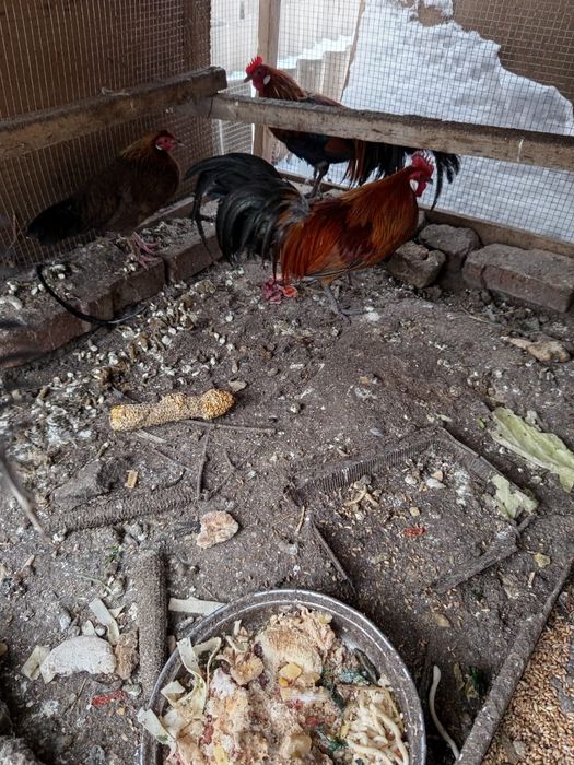 Продам финекс петух