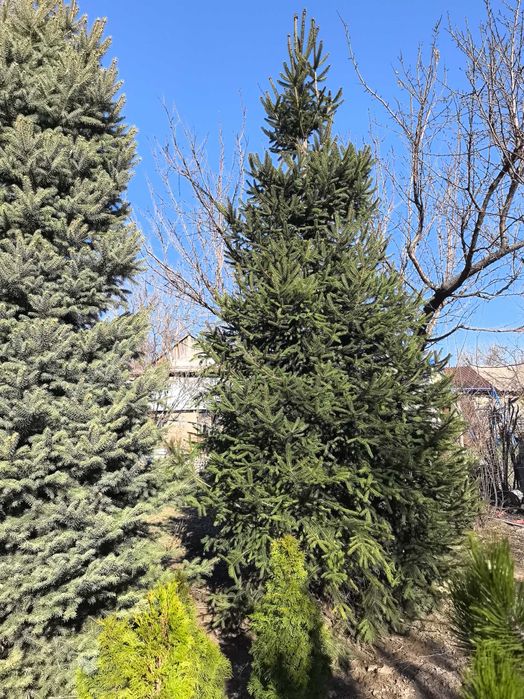 Продам елки и туи