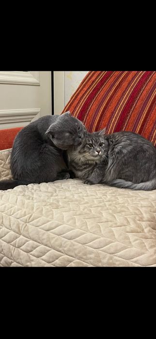 Вязка опытного вислоухого кота!!