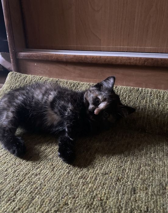 котенок, девочка