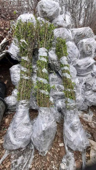 Vând lemn câinesc gard viu