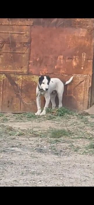 Кушик сатыладыыы