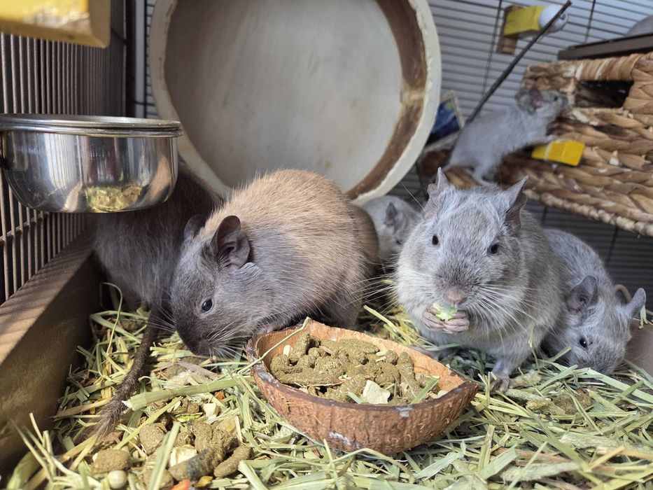 Masculi şi femele veveriţe degu