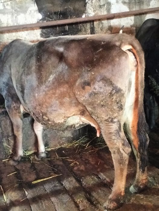 Сельхозживотное карова