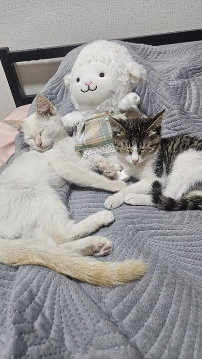 Отдаи котят в хорошие руки
