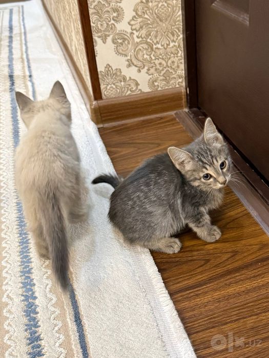 Котята. Mushukchalar.