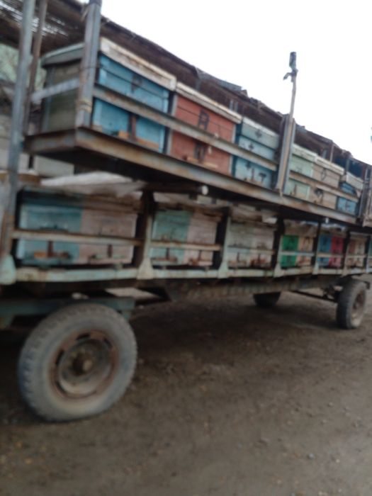 Повилон сотилади асал ари