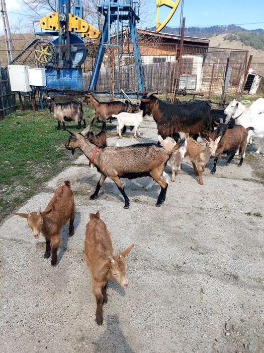 Capre la prima și a doua fătare.