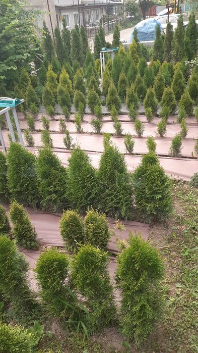 Продам Туи Смарагды