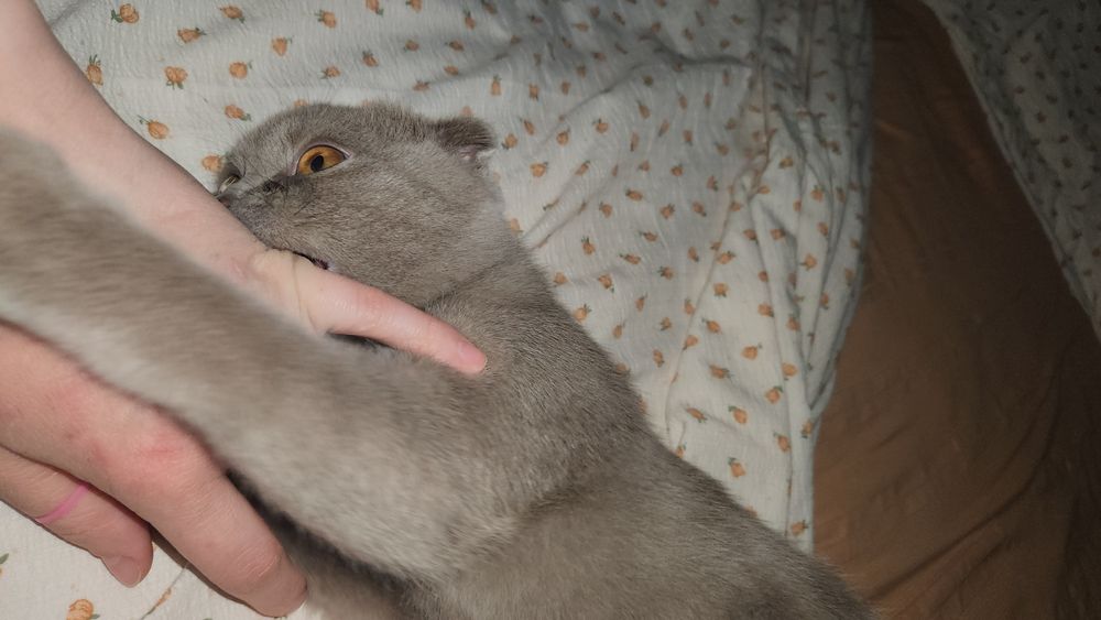 5 oylik mushukcha Tualeti va qumi bilan