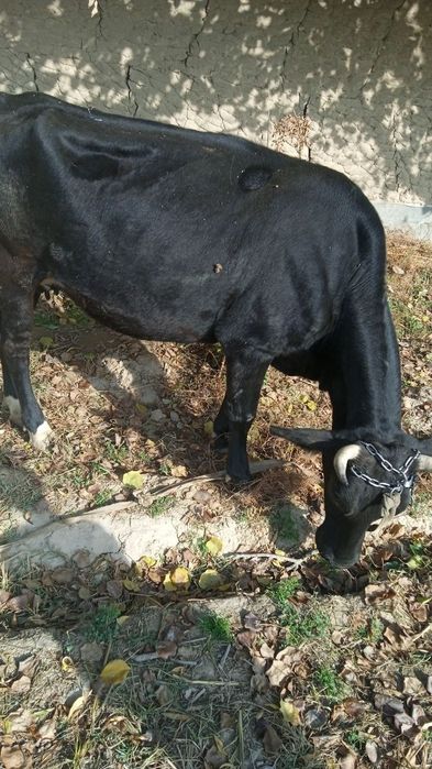 Бугоз ва она бола сигирлар сотилади