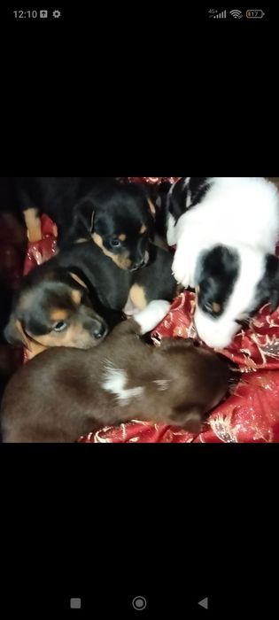 Щенки 1,5- 2месяца, бесплатно , в хорошие руки.