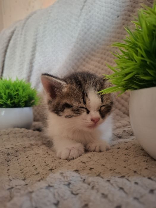 Милые ручные котики