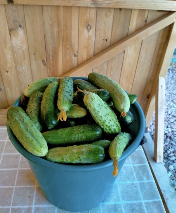 Продается огурцы домашний хрустящие