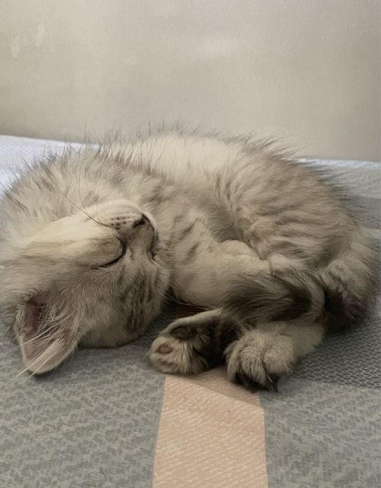 Кошка шотландская