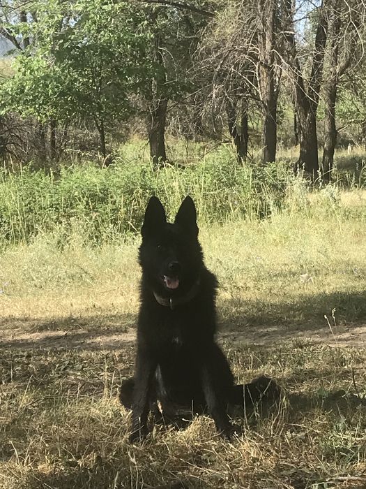 Продаю щенят немцев