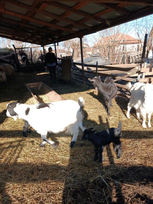 Capre cu iezi de vanzare