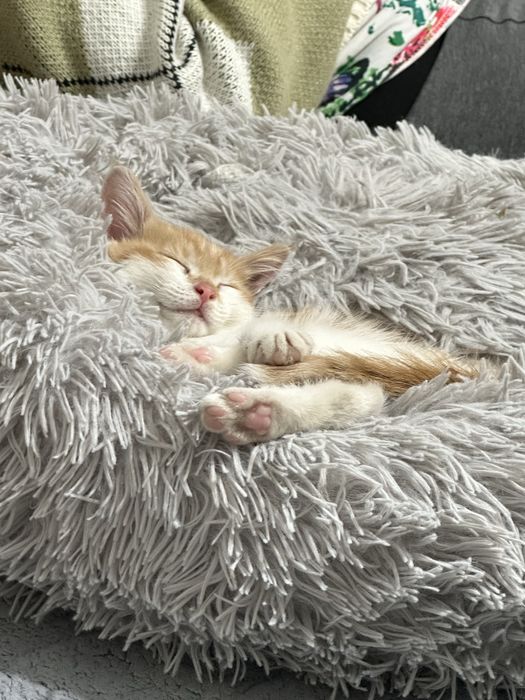 Котенок мальчик в добрые руки 2 месяца