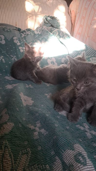 Отдам котят в добрые,любящие руки!