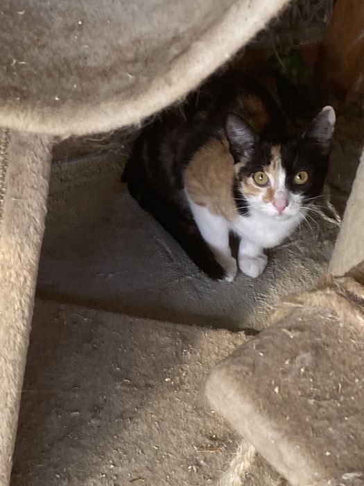 Pisicuta fetita 3,5 lsalvata vaccinata
