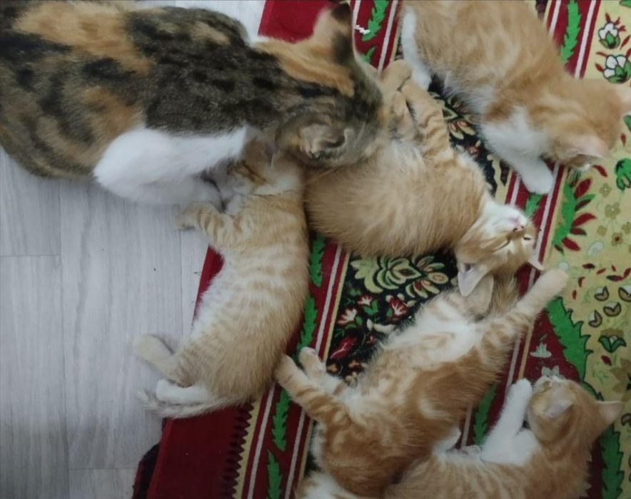 Отдам котят в хорошие руки