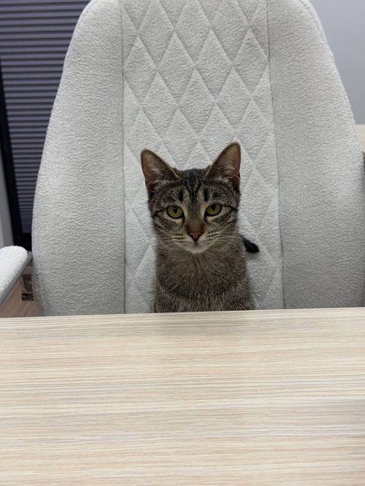 Котенок девочка стерилизованная